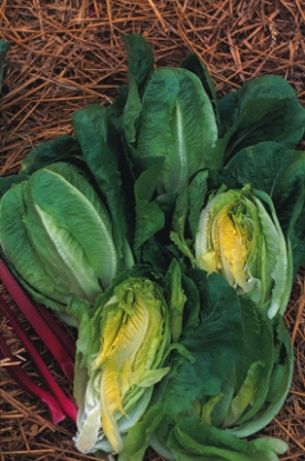 Picture of Lettuce Little Gem